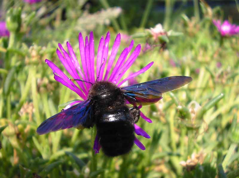 Apidae Xylocopinae: Xylocopa violacea (cf.)